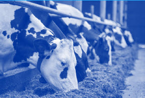 Livestock