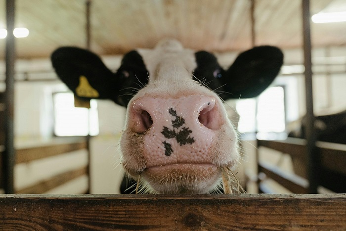 pumps for the dairy industry